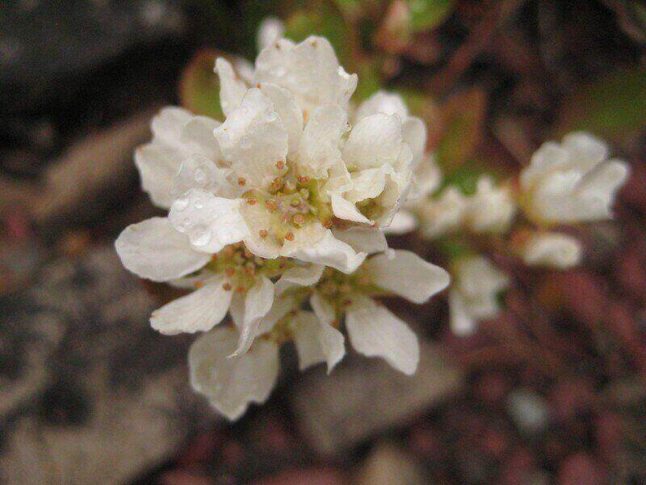 Serviceberry flower
