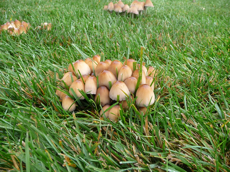 Mushrooms growing in a yard