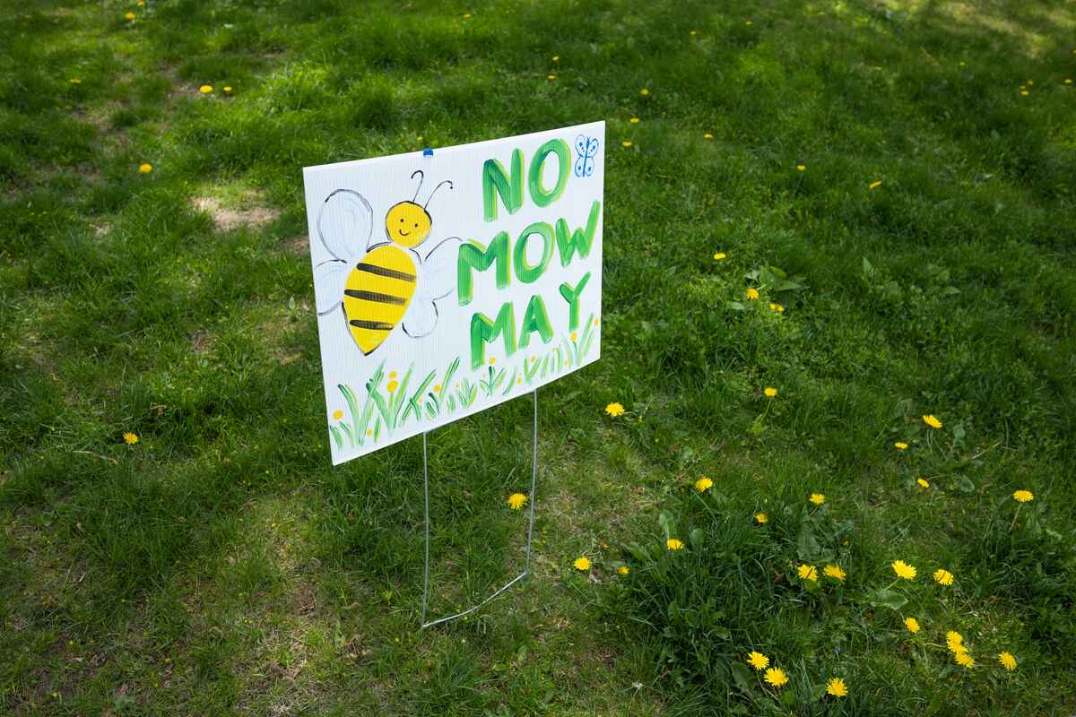 A No Mow May sign with a bee illustration on a yard