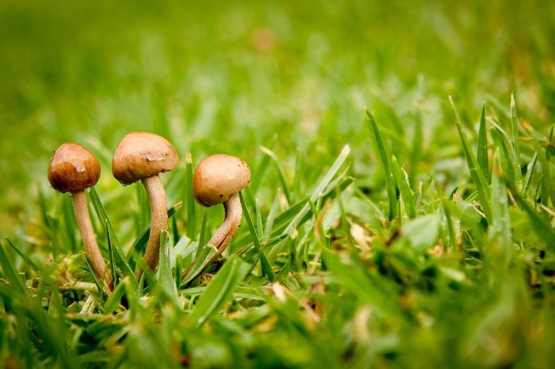Mushrooms growing in a yard