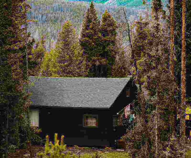 Evergreen Trees around a houe