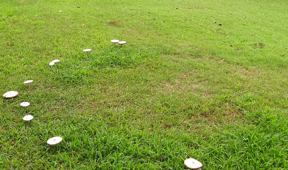 mushroom in a lawn