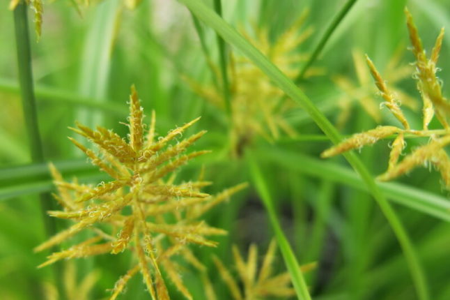 Nutsedge