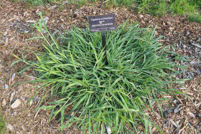 closeup of crabgrass
