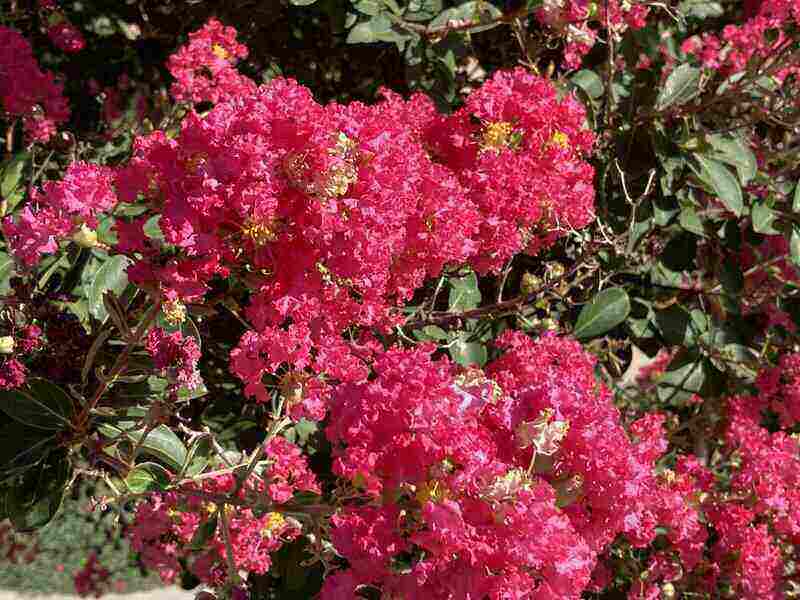 Red crepe myrtle or red crape myrtle in Dallas, Texas