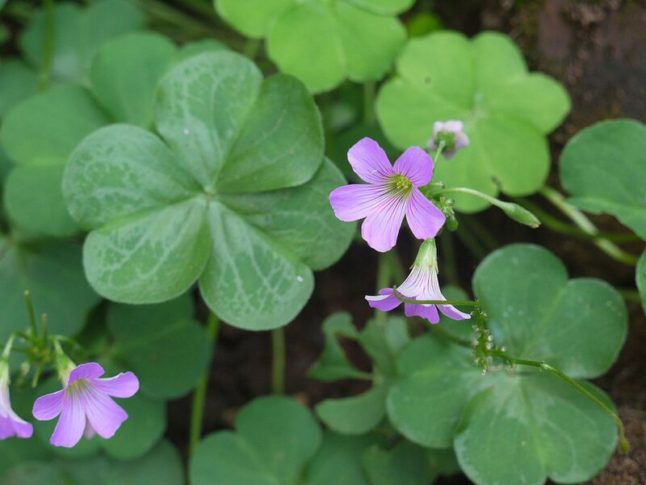 Oxalis