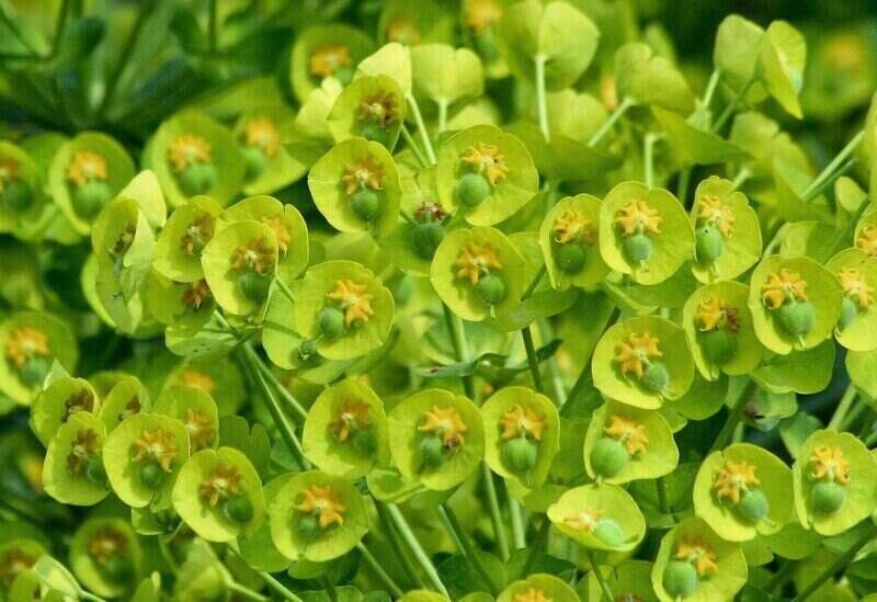 Spurge weed