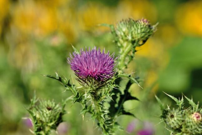 Thistle