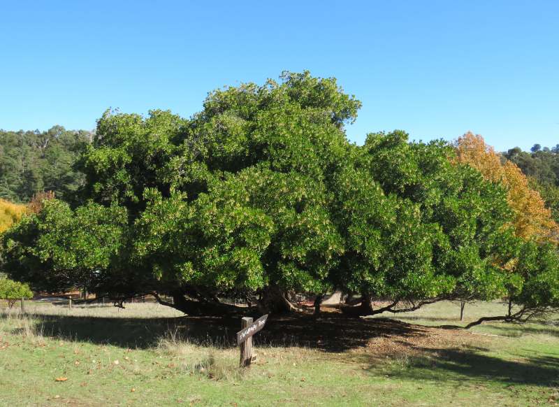 Arbutus unedo tree in a garden