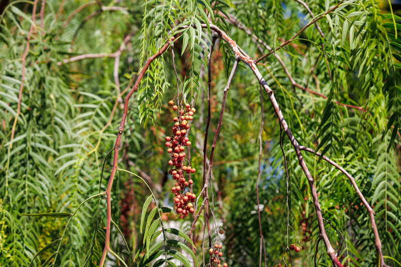 A California pepper tree with long, drooping branches, narrow, feathery leaves, and clusters of small red peppercorn-like berries hanging gracefully.