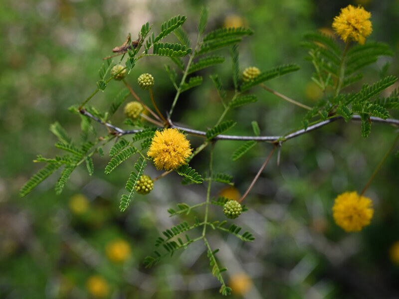 closeup photo of Vachellia farnesiana tree