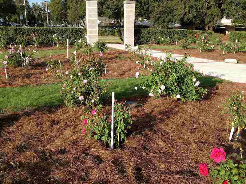 A picture showing pine straw mulch