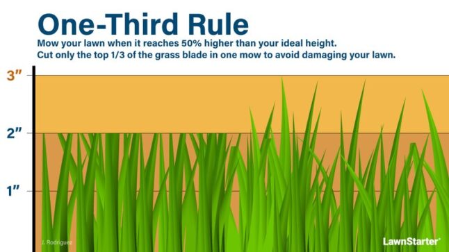 How Much Does Lawn Care Cost in 2025?