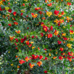 closeup of Strawberry tree (Arbutus unedo) in a park