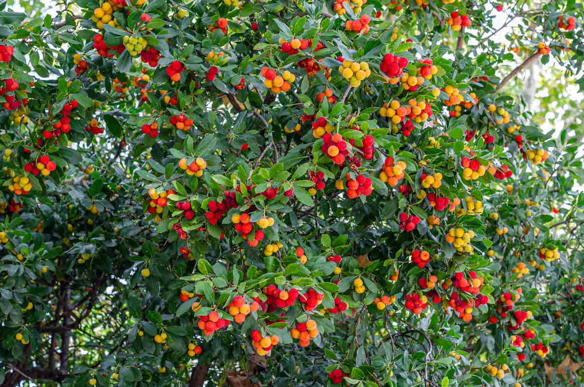 closeup of Strawberry tree (Arbutus unedo) in a park