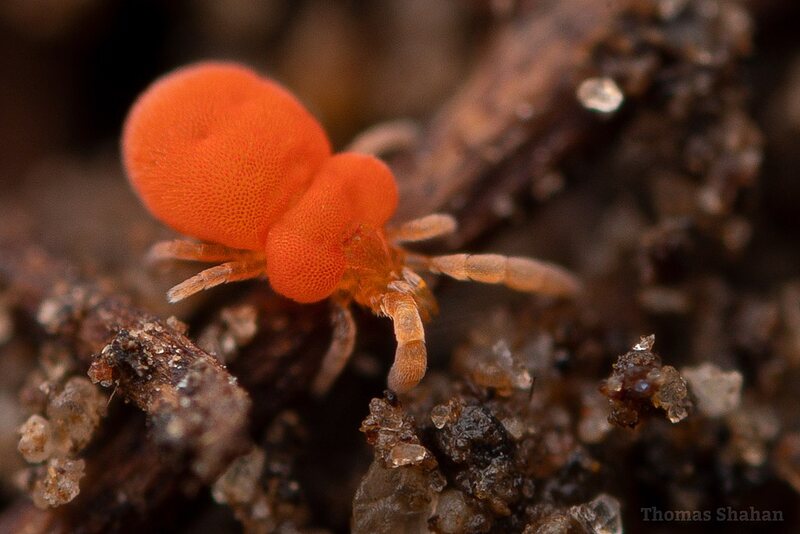 Chigger