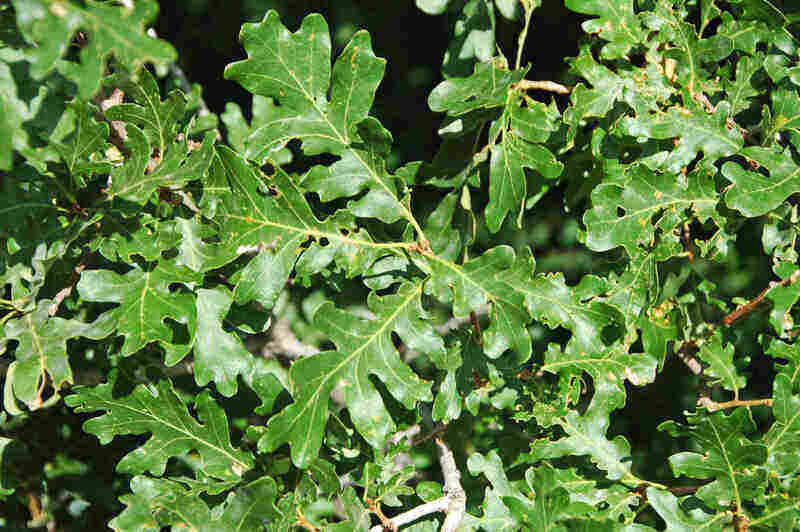 Gambel Oak