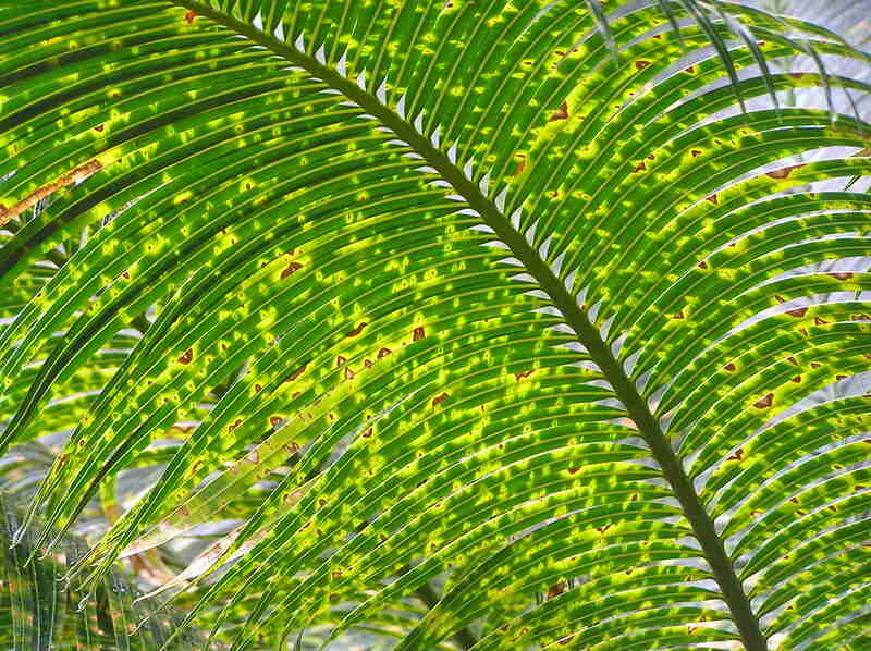 closeup of palm tree