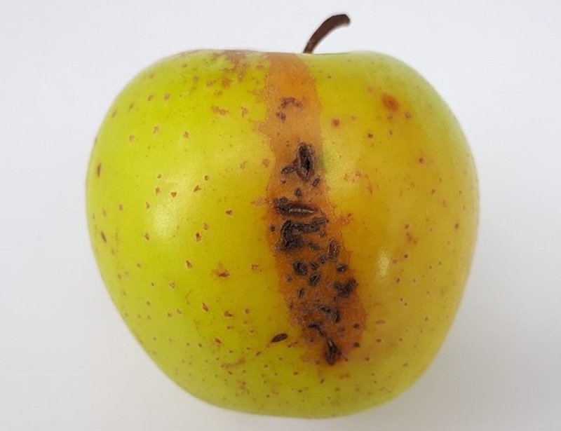 Apple Scab