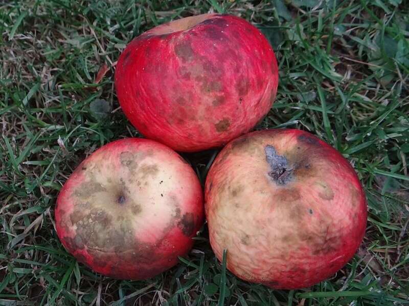 Sooty Blotch and Flyspeck