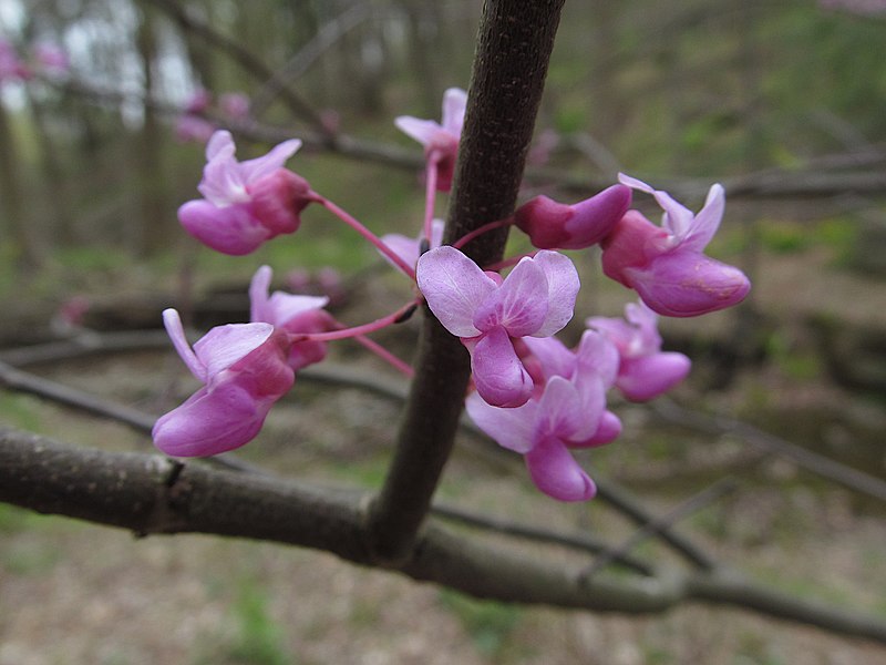 Cercis canadensis