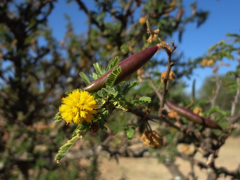 Vachellia_farnesiana