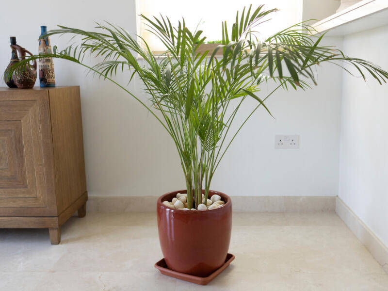 palm tree plant