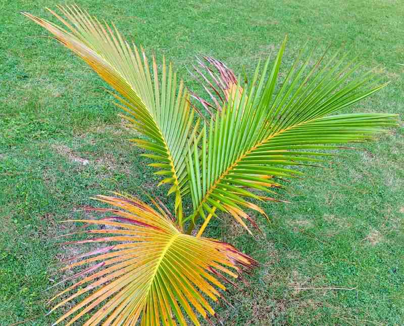 small palm tree
