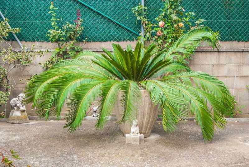 palm plant in a lawn
