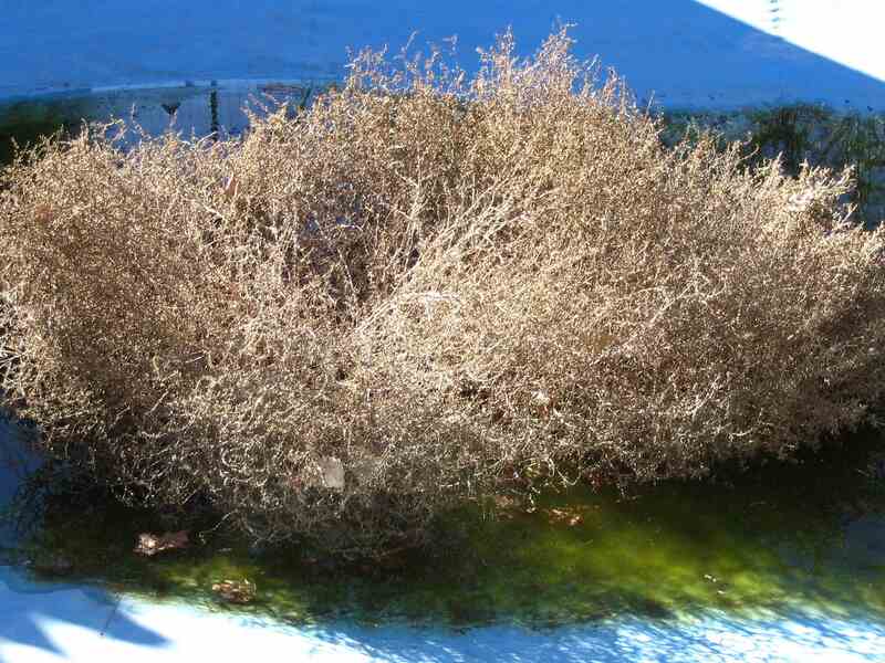 tumbleweed outside a house