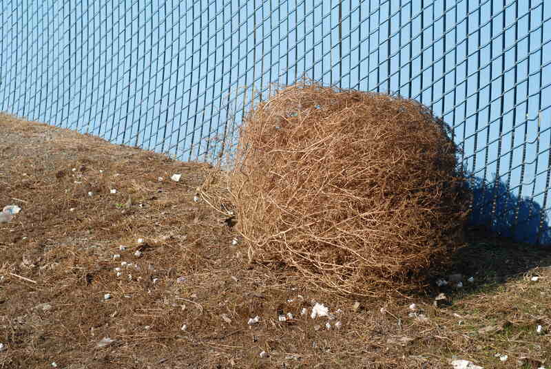 tumbleweed in a lawn