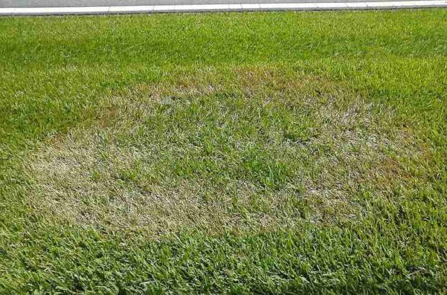 Brown Patch in soil