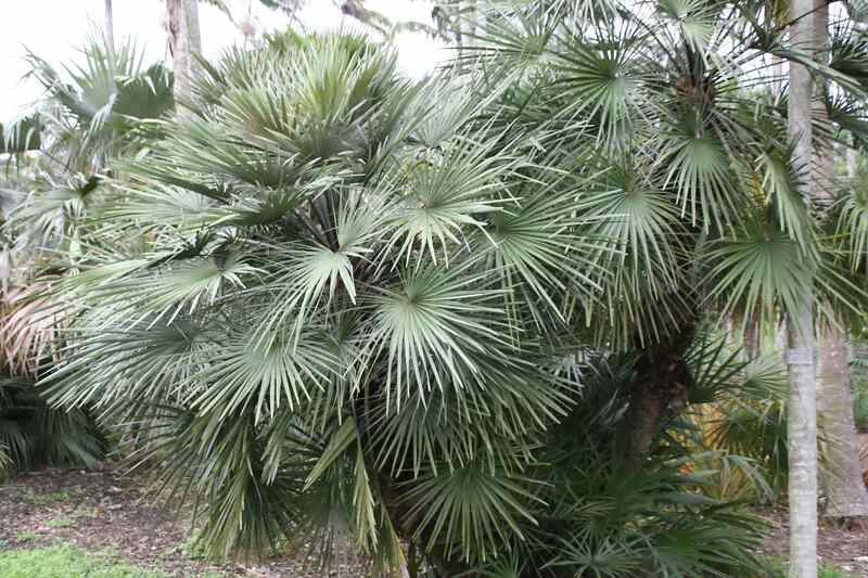 Chamaerops humilis in a lawn