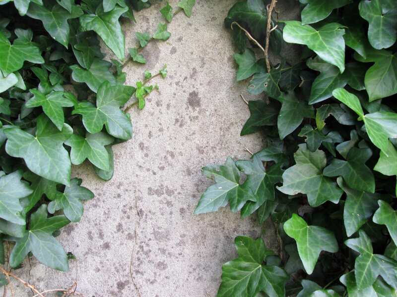 closeup of english ivy plant