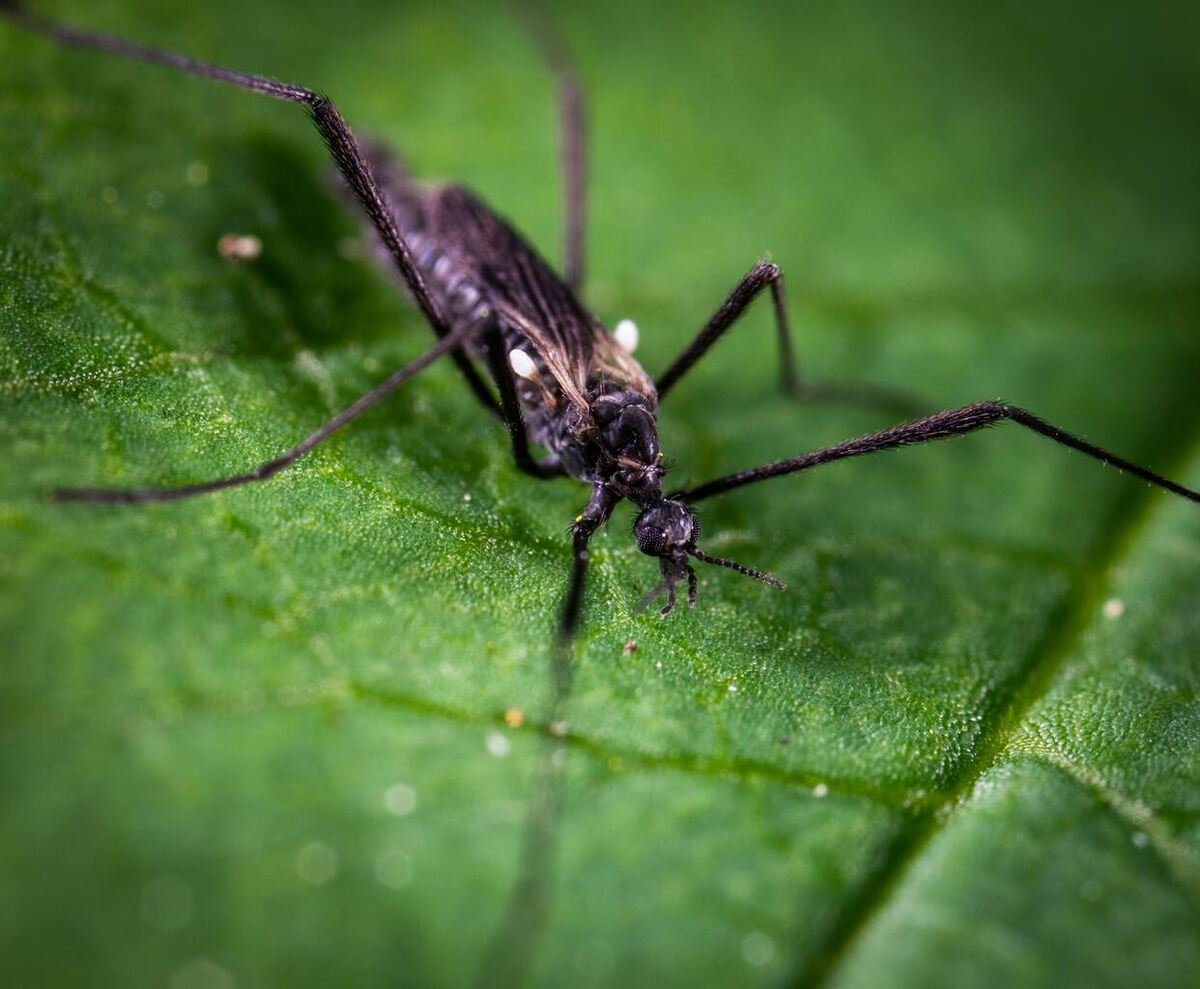 An insect sitting on a leaf