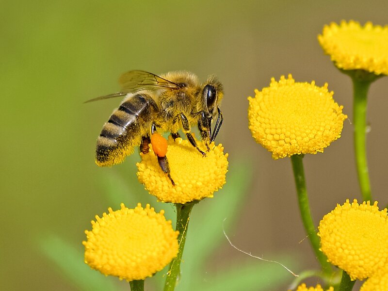 closeup of a bee on a flower