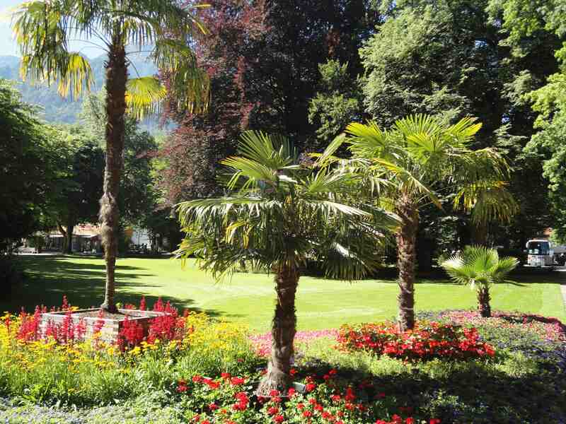 landscaped garden in a house