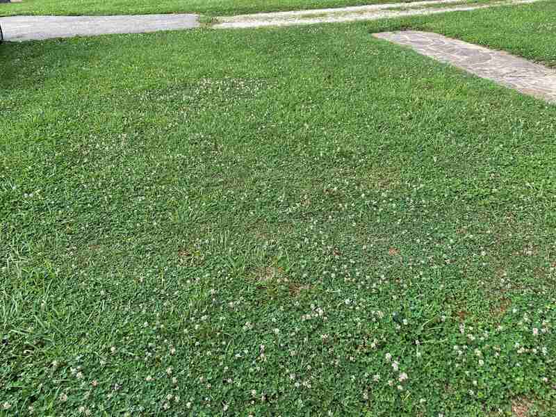 clover lawn