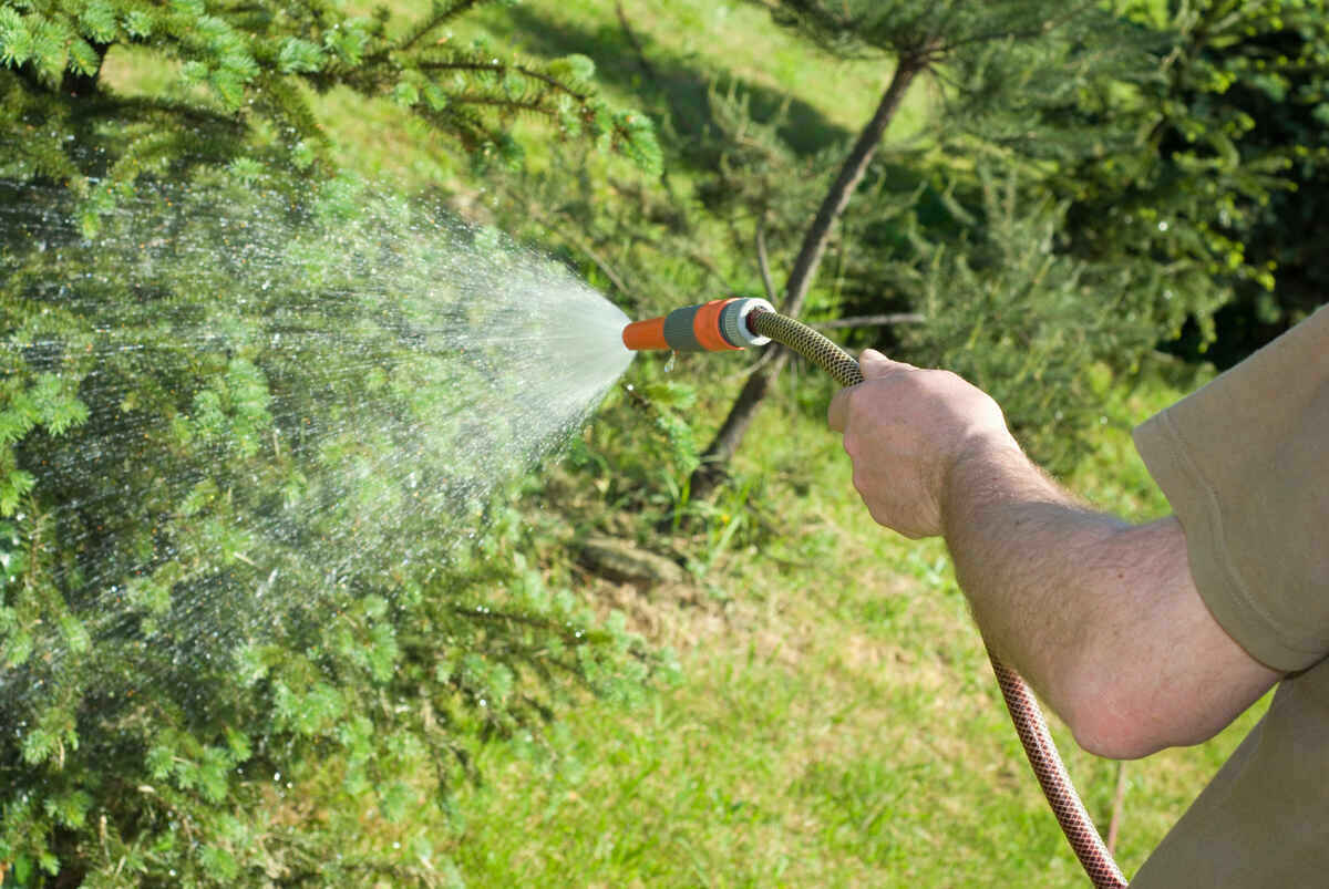 person watering a plant