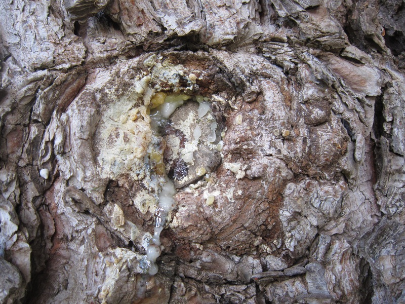 Tree wound treating