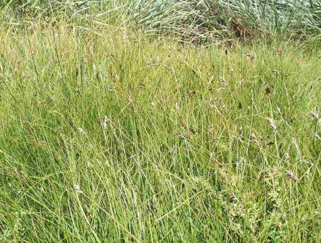 Sand Dune Sedge in a lawn