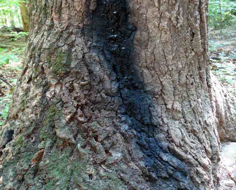 rot on tree