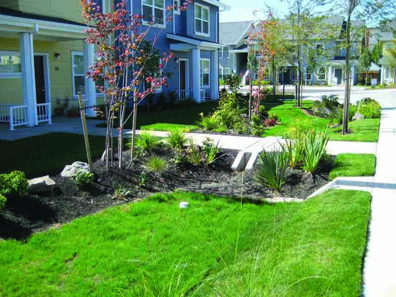 Residential rain garden with mulch and native plants integrated into a sidewalk landscape, designed to capture stormwater runoff between green lawns and modern townhomes
