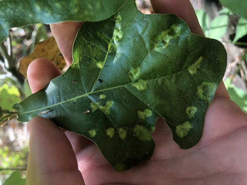 Oak Leaf Blister