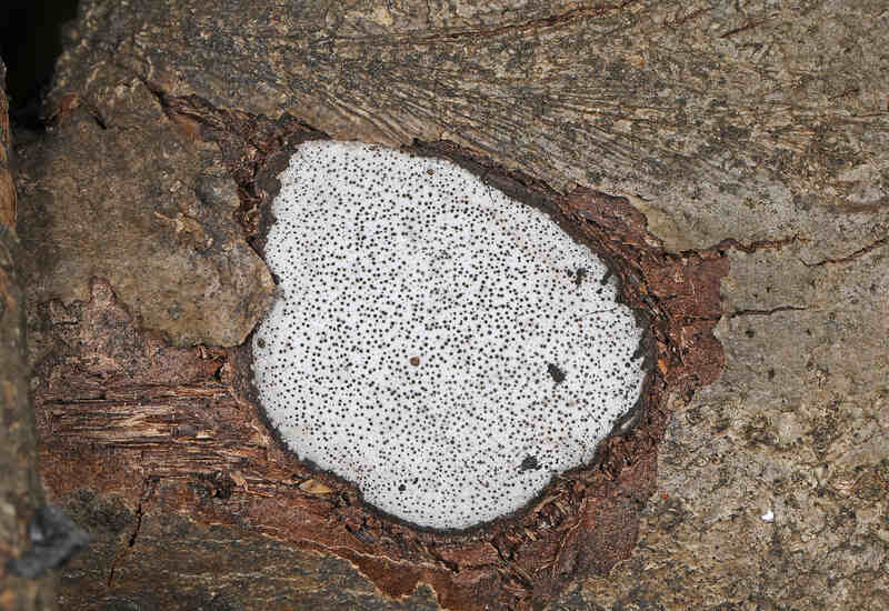 disease on a tree