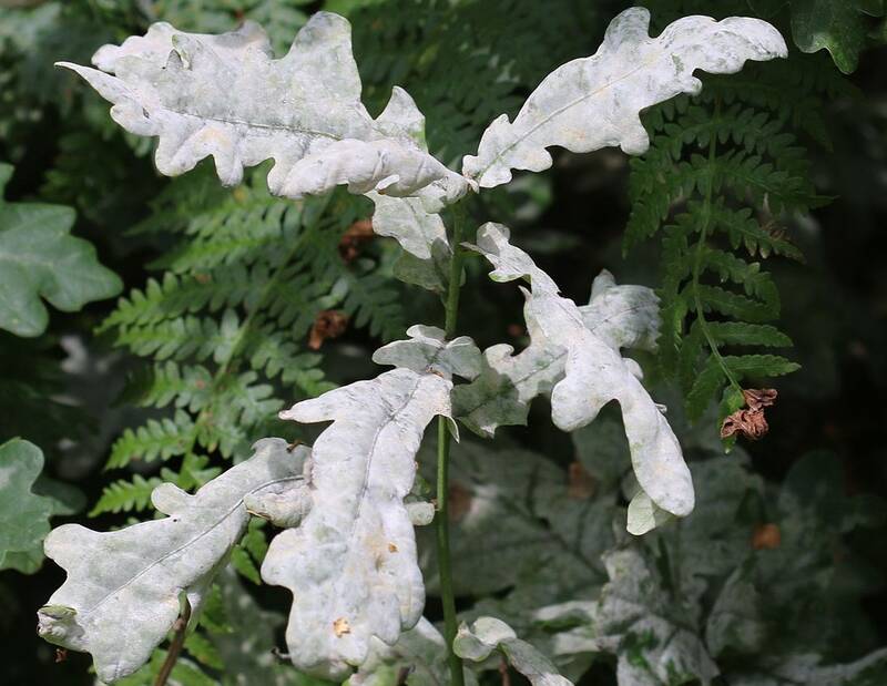 Erysiphe alphitoides Oak powdery mildew