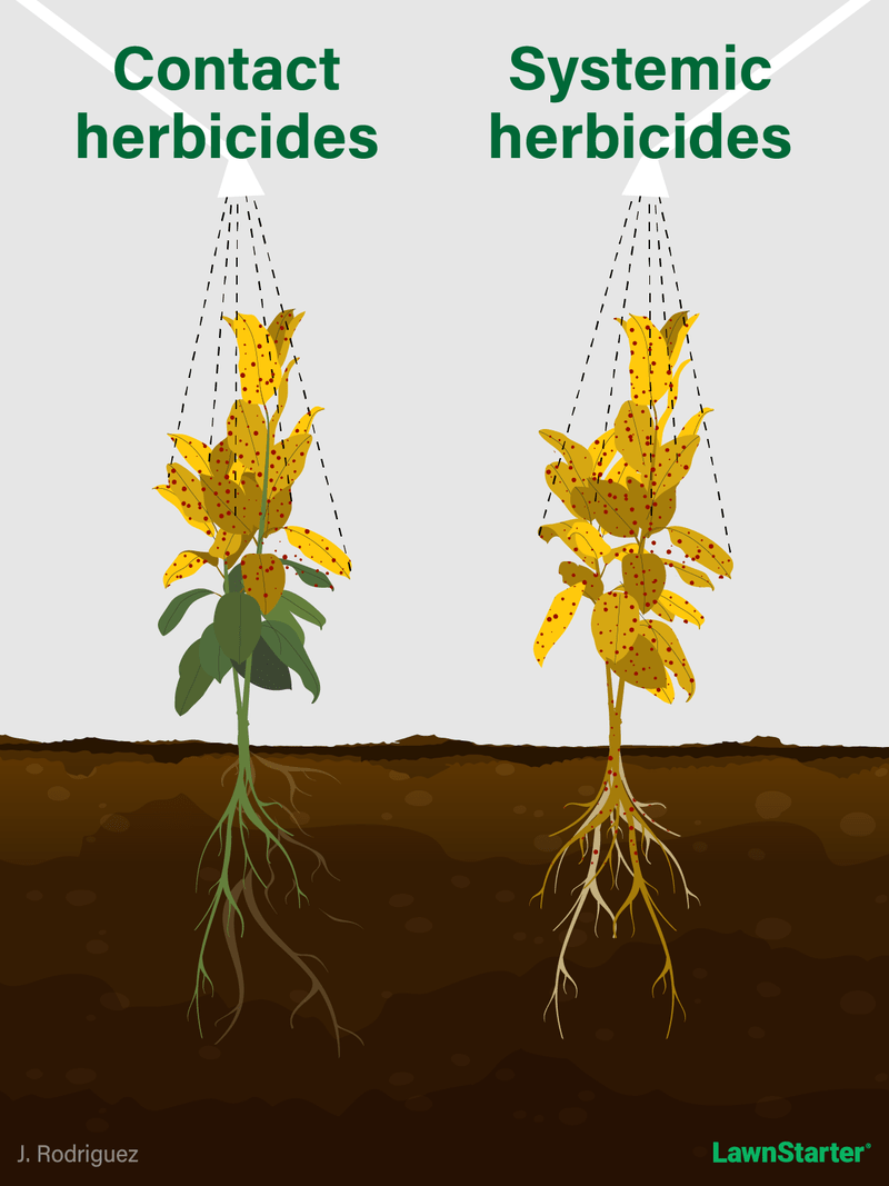 Herbicide-Illustration-LS-1; contact herbicides vs. systemic herbicides