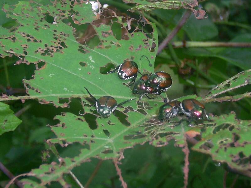 closeup of beetle on plant