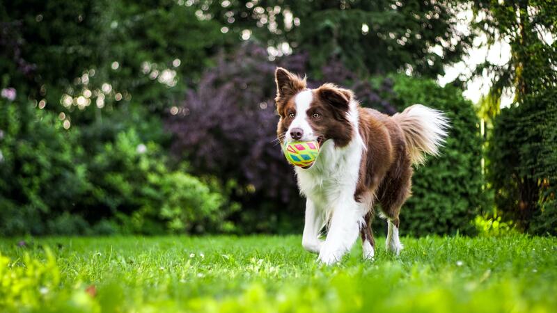 dog in a lawn