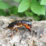 closeup of mole cricket sitting over a surface